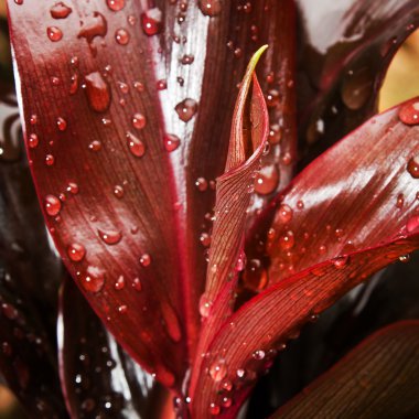 yaprak sabah ile yakın çekim