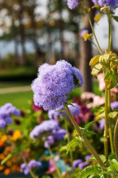 Flossflower v garden.shallow hloubky ostrosti. — Stock fotografie