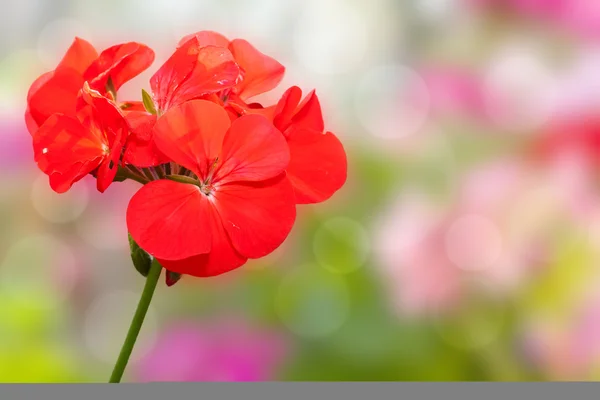 Red geranium in garden.Shallow DOF. — Stock Photo, Image