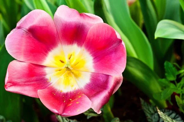 Tulipanes en el jardín — Foto de Stock