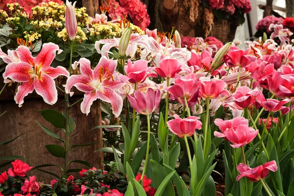 Vacker blomma trädgård bakgrund — Stockfoto