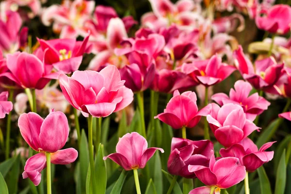 Tulipanes en el jardín — Foto de Stock