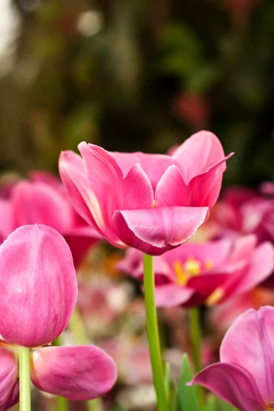 Tulipas no jardim — Fotografia de Stock