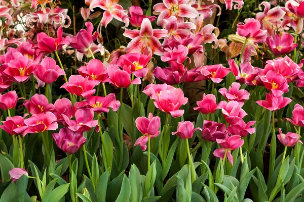 Hermoso jardín de flores fondo — Foto de Stock