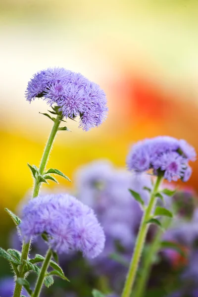 Flossflower in the garden.Shallow depth of field. — Stock Photo, Image