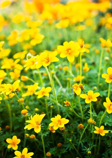 Blume Hintergrund mit Sonnenstrahlen. Flach von Dof — Stockfoto