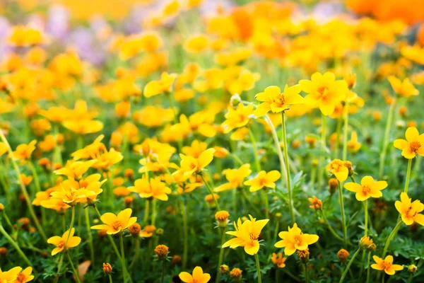 Blume Hintergrund mit Sonnenstrahlen. Flach von Dof — Stockfoto