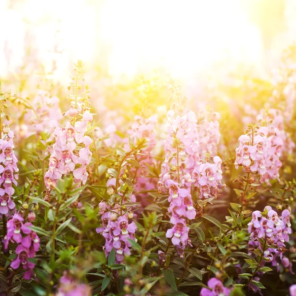 Flower background with sun rays.Shallow of DOF — Stock Photo, Image