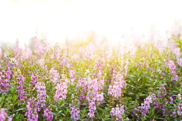Flower background with sun rays.Shallow of DOF — Stock Photo, Image