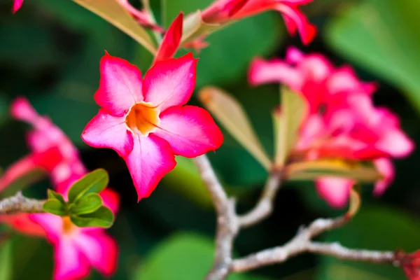Zweig tropischer rosa Blüten frangipani (plumeria) auf dunklem Gras — Stockfoto