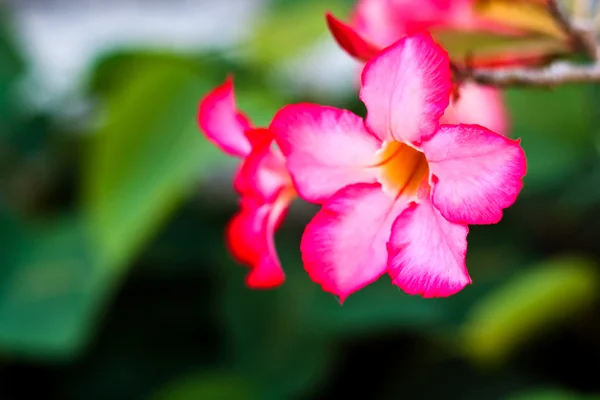 Gren av tropiska rosa blommor frangipani (plumeria) på mörka gr — Stockfoto