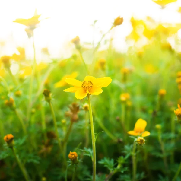 Květinové pozadí s paprsky slunce — Stock fotografie