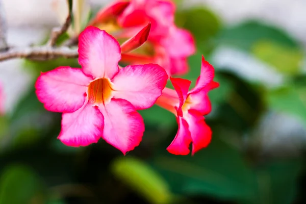 Zweig tropischer rosa Blüten frangipani (plumeria) auf dunklem Gras — Stockfoto