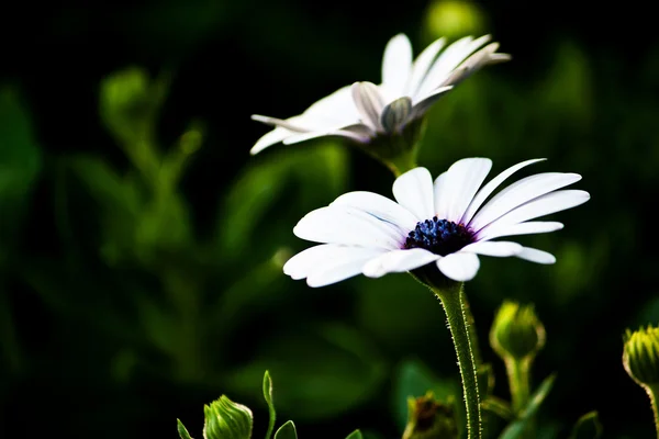 Bílá gerbera sedmikrásky — Stock fotografie