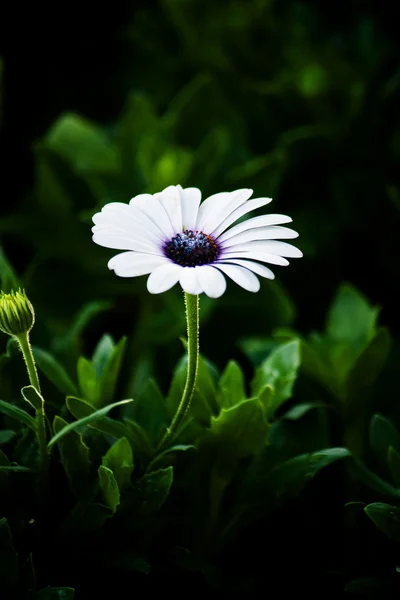 Fehér gerbera százszorszép — Stock Fotó