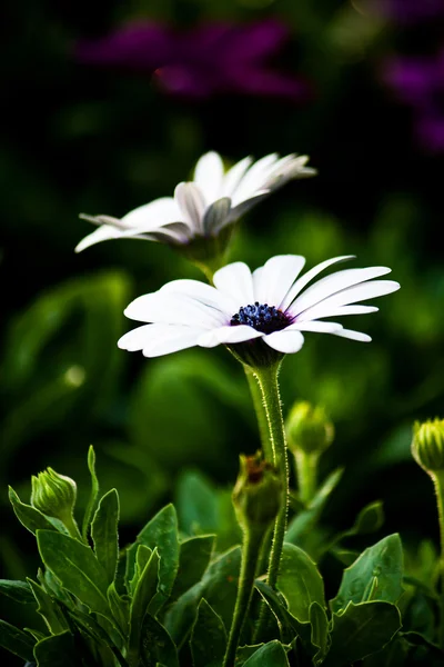 White Gerbera Daisy — Stock Photo, Image