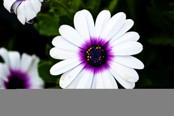 Weiße Gerbera-Gänseblümchen — Stockfoto