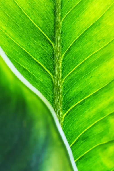 잎 전경으로 녹색 잎 텍스처 — 스톡 사진