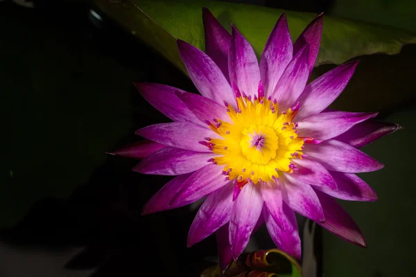 Pink Lotus on the River — Stock Photo, Image