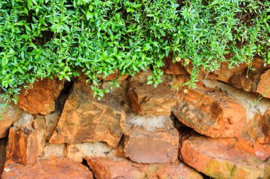 taş zemin üzerine taze yeşil çimen