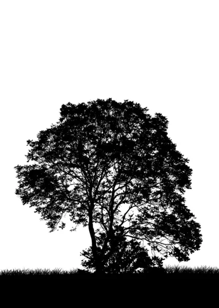 木のシルエット、花、草、黒と白の図形 — ストック写真