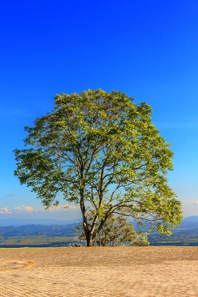 Field,tree,concrete  and blue sky — Stock Photo, Image