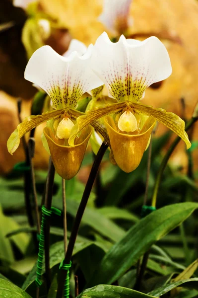Дамская орхидея — стоковое фото
