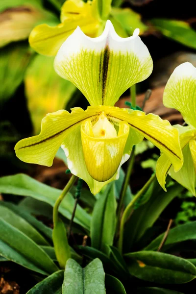 Primer plano de la orquídea amarilla zapatilla de señora (Paphiopedilum Callosum — Foto de Stock