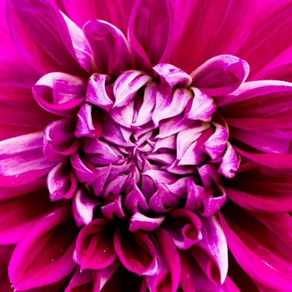 Bunga merah muda close-up — Stok Foto