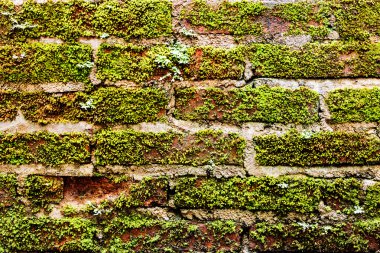 moss, closeup ile eski duvar tuğla 