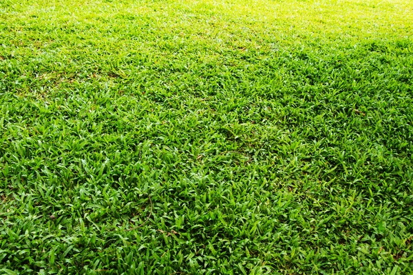 Green Grass field — Stock Photo, Image