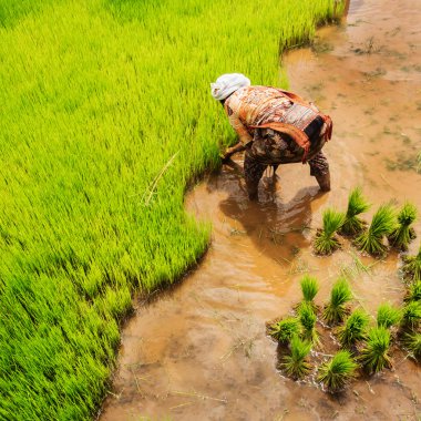 Harvesting rice clipart