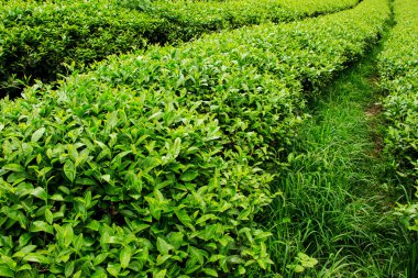 taze çay plantasyon içinde bırakır.