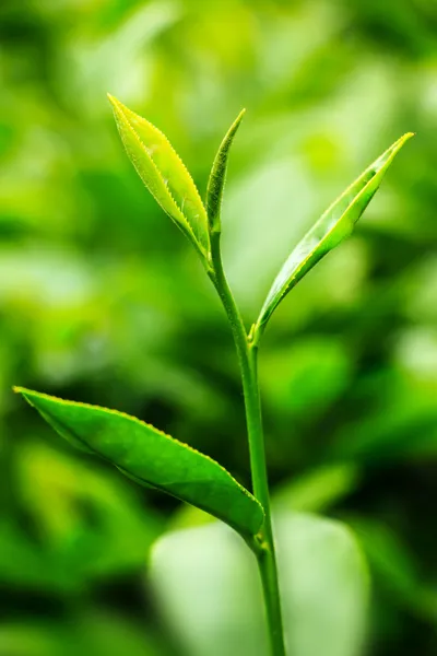 yakın çekim taze çay plantasyon içinde bırakır.