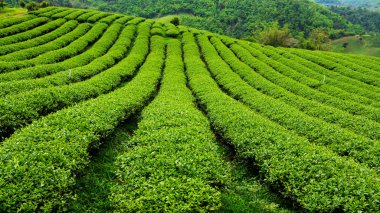 taze çay plantasyon