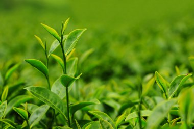 taze çay plantasyon içinde bırakır.