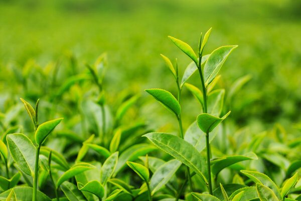 Fresh tea leaves in plantation