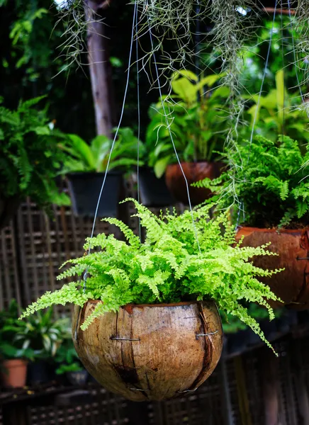 Helechos creciendo en cáscara de coco, diseño de jardín —  Fotos de Stock