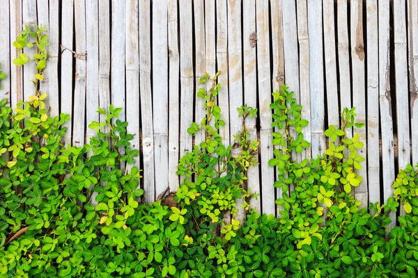 Bambu panel arka plan üzerinde yaprak yeşil sınır — Stok fotoğraf