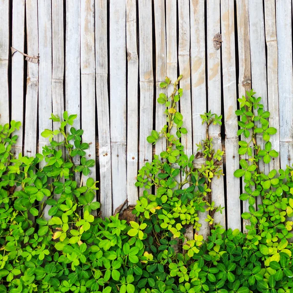 Bordo foglia verde su sfondo pannello di bambù — Foto Stock