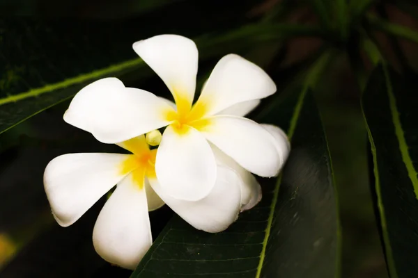 Plumeria, vit blomma. — Stockfoto