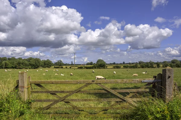 Schapen — Stockfoto