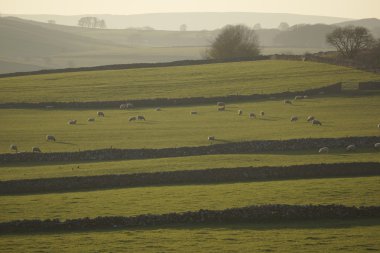 Peak district peyzaj alanları ve kuru taş duvarlar