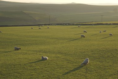 Tarım kırsal alanda koyun.