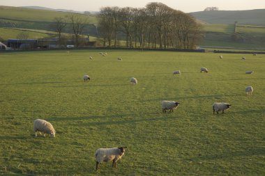 Peak district peyzaj alanları ve kuru taş duvarlar
