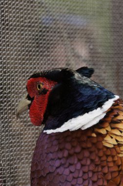 Kenilworth kale kuş