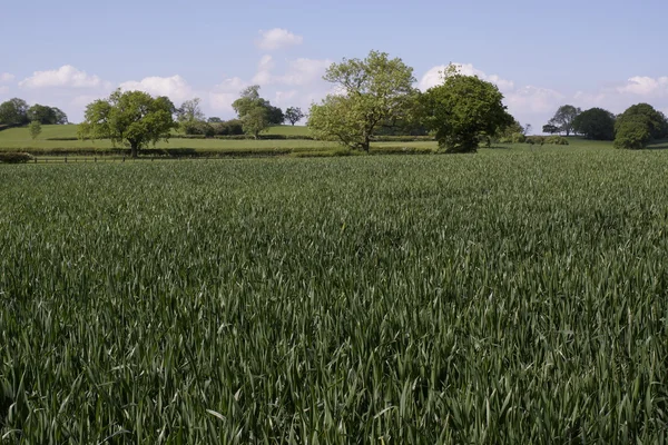 Un campo de cultivos — Foto de Stock