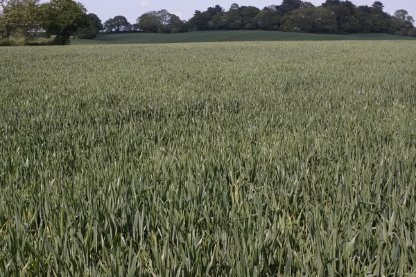 Een veld van gewassen — Stockfoto