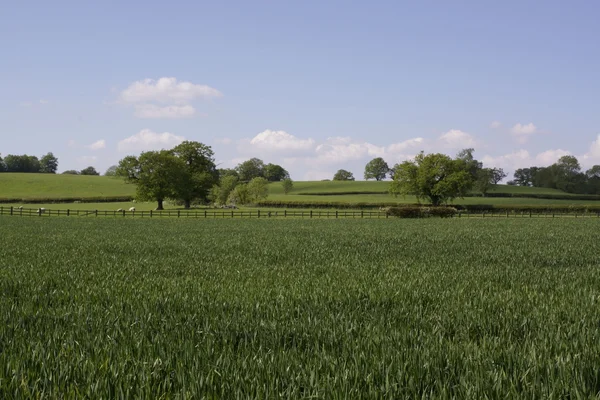 Granja en medio de tierras de cultivo y campos — Foto de Stock