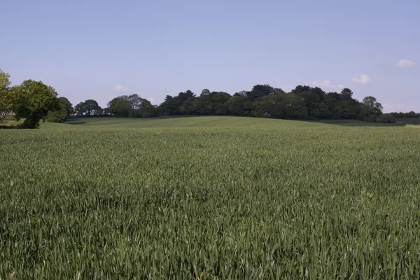 Ein Feld mit Feldfrüchten — Stockfoto